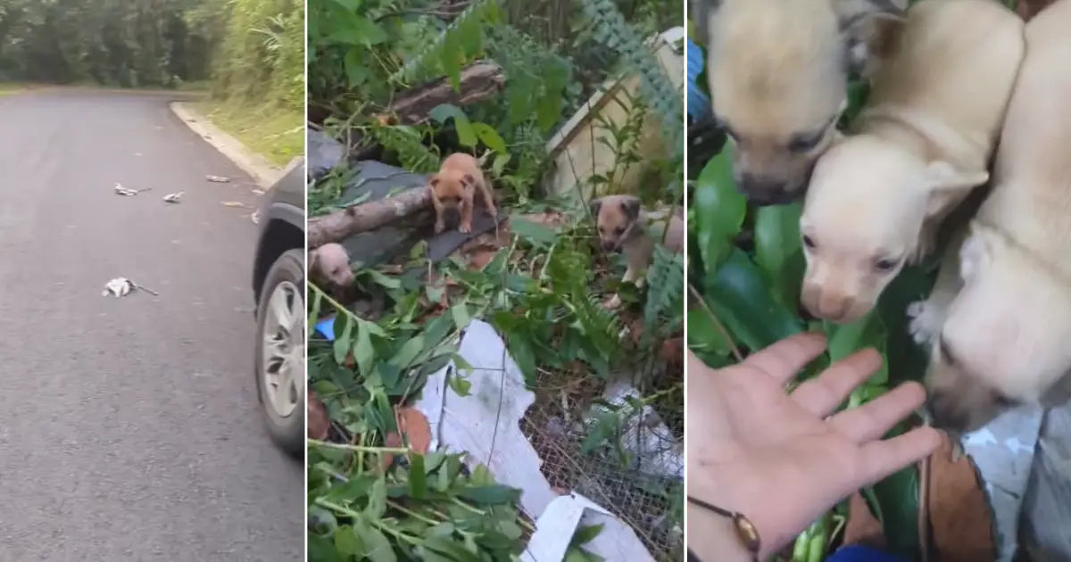 Você está visualizando atualmente Cachorro Filhote Perdido da Mãe Corre Até Mulher e Implora Por Ajuda Na Estrada