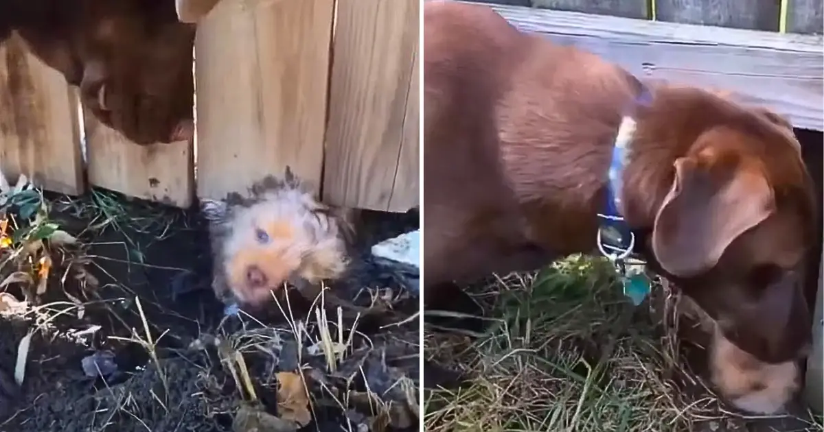 Você está visualizando atualmente Cachorrinho Esperto Cava Túnel Debaixo de Cerca e Convida “Vizinho” Para Brincar