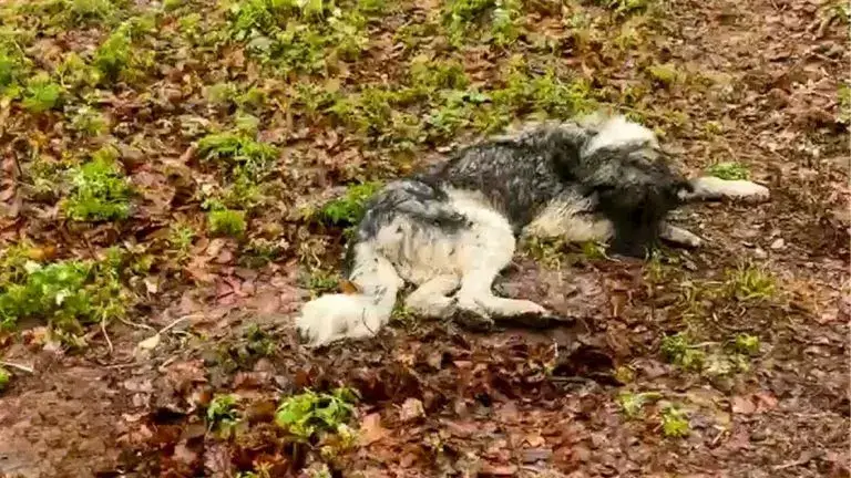 Você está visualizando atualmente Cachorro Em Estado Crítico É Resgatado Momentos Antes Que o Pior Acontecesse