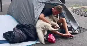 Leia mais sobre o artigo Cachorro e Homem Sem-Teto Vivem Relação de Amor e Companheirismo Na Rua