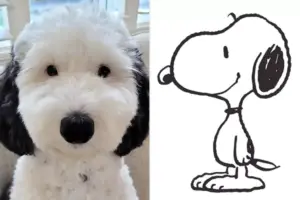 Leia mais sobre o artigo Inacreditável! Conheça o Snoopy da Vida Real, Um Cachorro Idêntico Ao Desenho