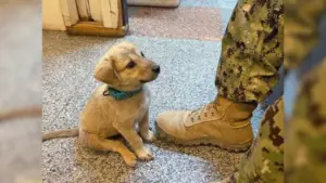 Leia mais sobre o artigo Cachorro Abandonado Entra na Base do Exército e Implora Soldado Para Adotá-lo