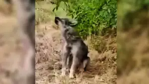 Leia mais sobre o artigo Cachorro Triste e Abandonado Que Ficava Uivando Na Beira da Estrada É Finalmente Resgatado