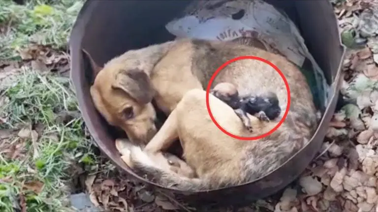 Você está visualizando atualmente Seus Corações Partiram Quando Viram Cadela Abandonada Lamentando Seus Filhotes Falecidos