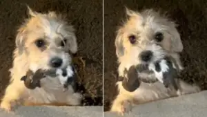 Leia mais sobre o artigo Mãe cachorro desesperada segura seus filhotes recém-nascidos na boca até conseguir ajuda