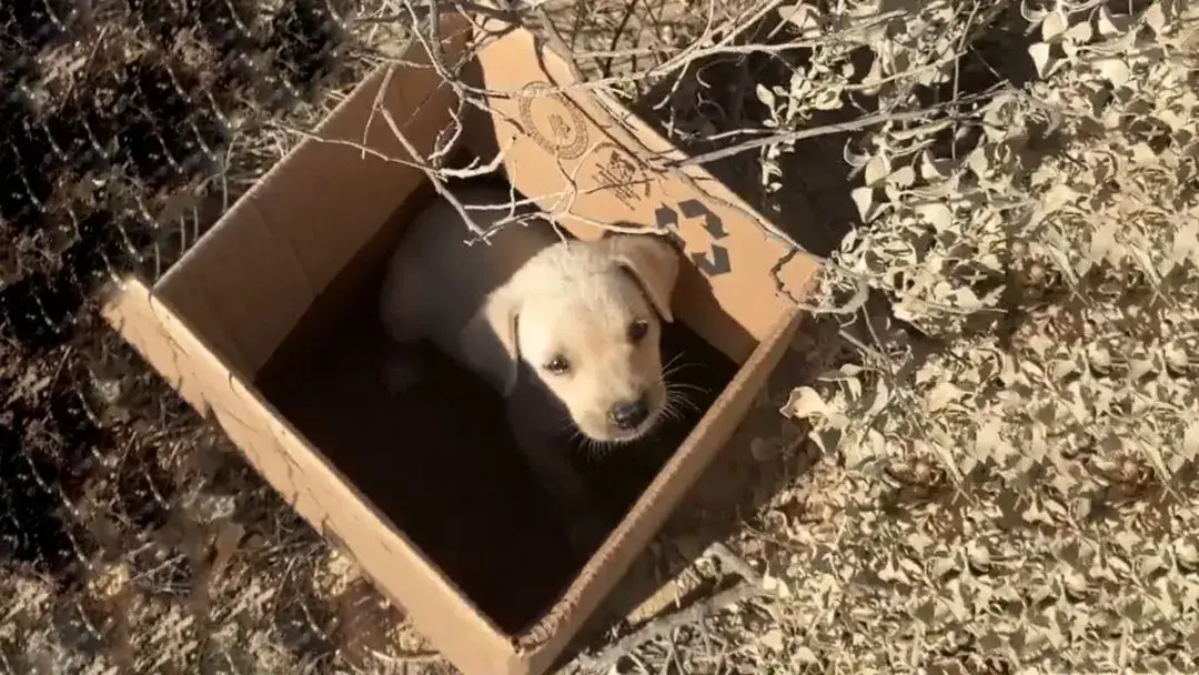 Você está visualizando atualmente Voluntários Encontram Cachorrinho Chorando, Separado da Mãe e Jogado Nos Trilhos de Trem