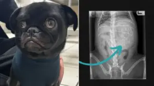 Leia mais sobre o artigo Ao Levar Cachorro Doente no Veterinário, Mulher Se Espanta Com o Que Foi Encontrado no Raio-X