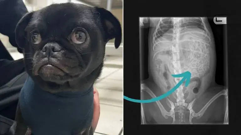 Você está visualizando atualmente Ao Levar Cachorro Doente no Veterinário, Mulher Se Espanta Com o Que Foi Encontrado no Raio-X