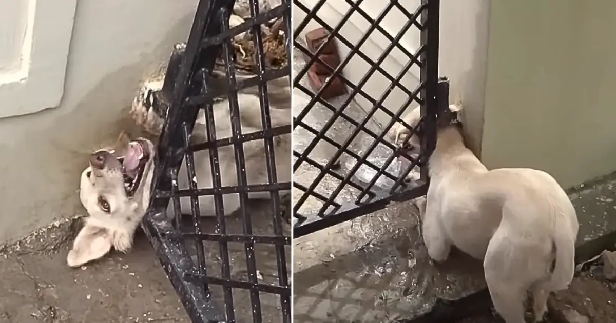 Você está visualizando atualmente Cachorro Fica Preso Durante Horas Chorando e Gemendo Até Receber Socorro