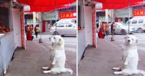 Leia mais sobre o artigo Cachorro de pernas curtas derrete corações na internet ao esperar comida grátis em frente a barraca