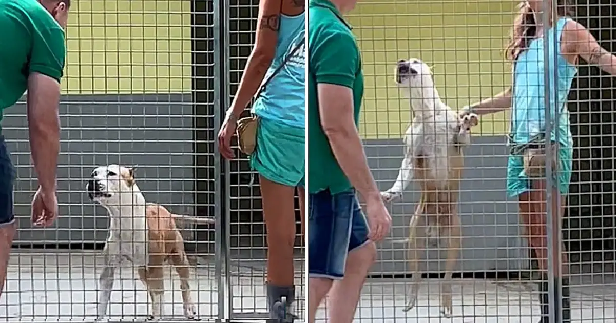 Você está visualizando atualmente Cachorro fica 270 dias em abrigo, e não consegue conter alegria quando alguém finalmente o deu atenção