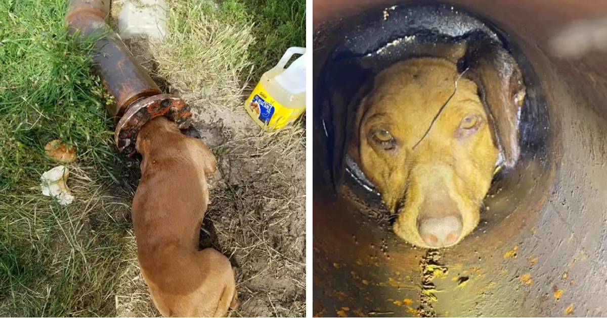 Você está visualizando atualmente Cachorro fica preso em tudo por 5 horas até receber ajuda dos bombeiros