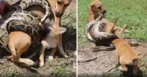 Leia mais sobre o artigo Cachorrinho corajoso grita por ajuda e luta para salvar sua mãe de uma cobra gigante