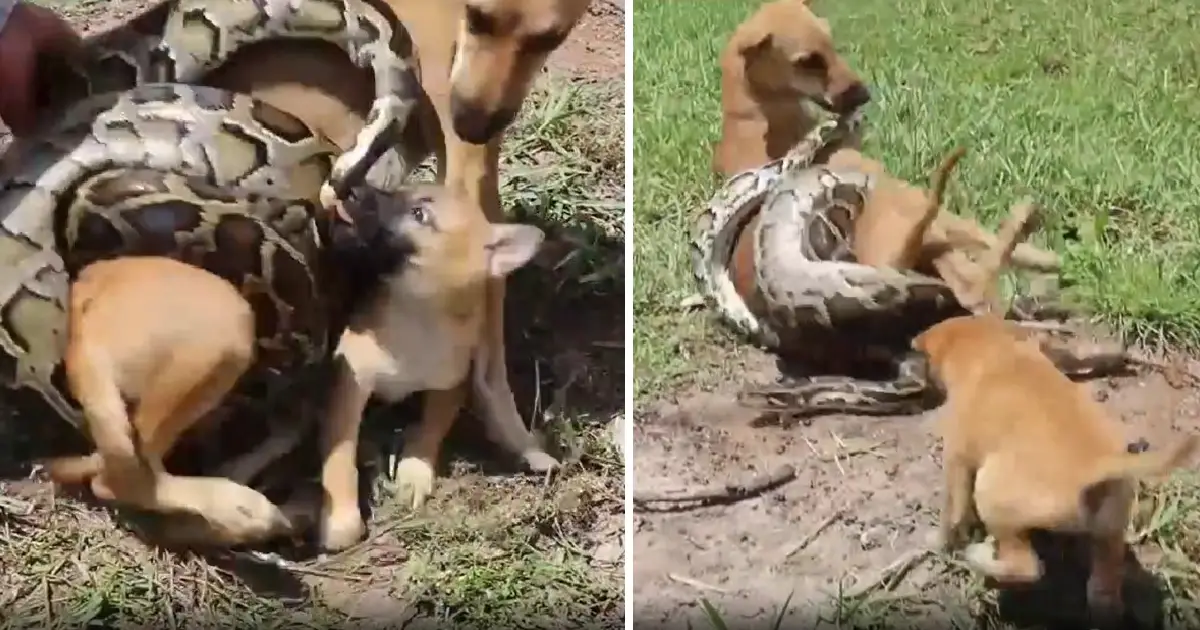 Você está visualizando atualmente Cachorrinho corajoso grita por ajuda e luta para salvar sua mãe de uma cobra gigante