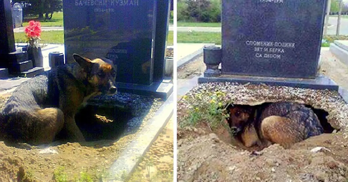 Você está visualizando atualmente Cachorro Cria Enorme Buraco Embaixo de Túmulo, Mas Não É Para Seu Falecido Dono