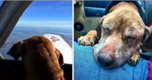 Leia mais sobre o artigo Piloto de avião leva cachorro doente terminal para passar seus últimos dias feliz