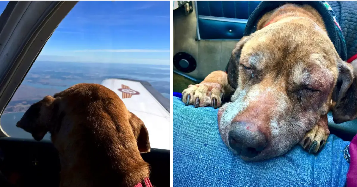 Você está visualizando atualmente Piloto de avião leva cachorro doente terminal para passar seus últimos dias feliz