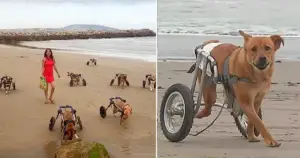 Leia mais sobre o artigo O comovente momento em que mulher leva cães deficientes à praia para um dia de alegria