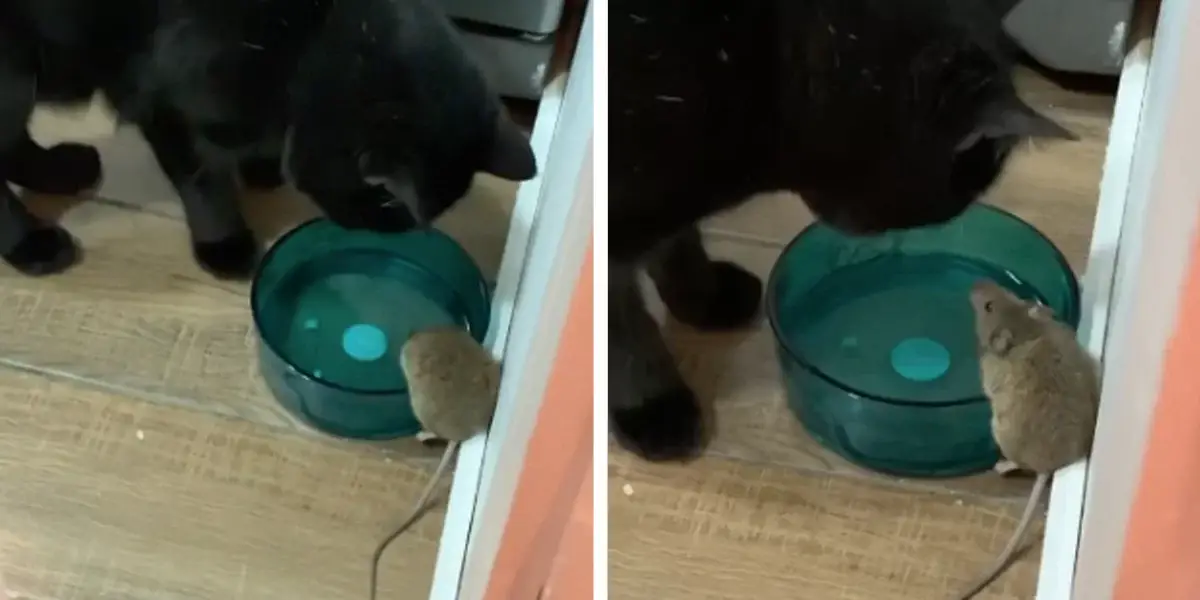 Você está visualizando atualmente Gato Que Fez Amizade Com Rato Viraliza na Internet