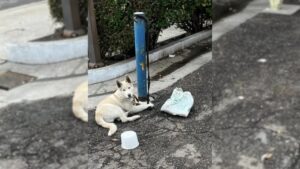 Leia mais sobre o artigo Lindo Cachorro Branco Ficou Amarrado em Poste Por Dias Até Pessoas de Bom Coração o Salvarem