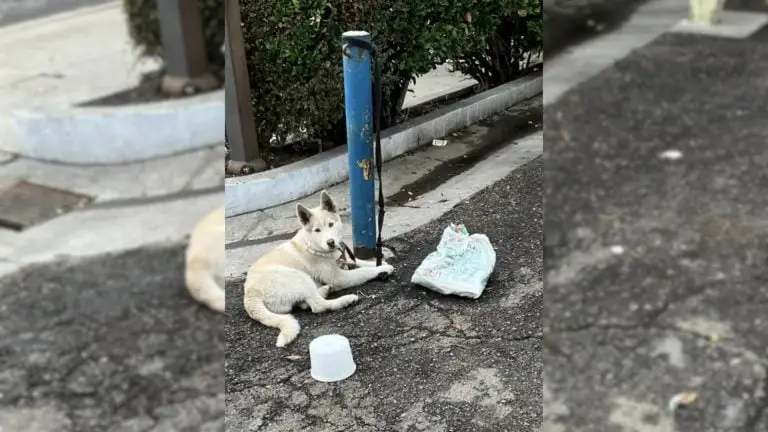 Você está visualizando atualmente Lindo Cachorro Branco Ficou Amarrado em Poste Por Dias Até Pessoas de Bom Coração o Salvarem