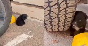 Leia mais sobre o artigo Cachorrinho Dormindo no Estacionamento Pede a Clientes Que o Levem a Lugar Quente