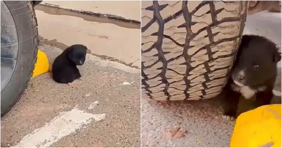 Você está visualizando atualmente Cachorrinho Dormindo no Estacionamento Pede a Clientes Que o Levem a Lugar Quente