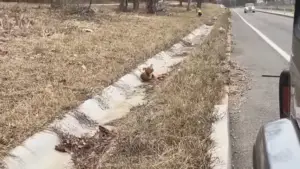 Leia mais sobre o artigo Caminhoneiro Avista Cachorrinho Tremendo Numa Vala na Beira da Estrada e Salva Sua Vida