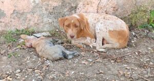 Leia mais sobre o artigo Mãe Cachorro Implora Por Socorro Ao Lado do Seu Filhote Até Conseguir Ajuda