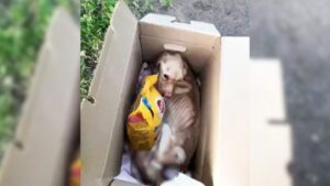 Leia mais sobre o artigo Cachorra que passou a vida inteira trancada numa gaiola finalmente ganha uma nova chance