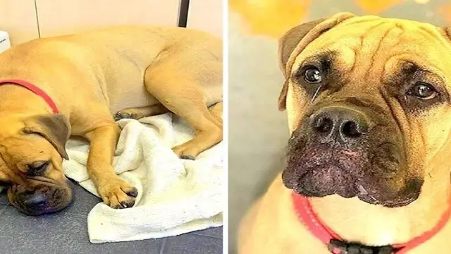 Você está visualizando atualmente Cachorro em lágrimas anda por 200 km para encontrar dono que havia o abandonado