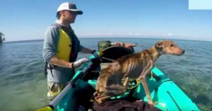 Leia mais sobre o artigo Homem resgata cachorro faminto e sozinho em ilha remota e o leva para casa