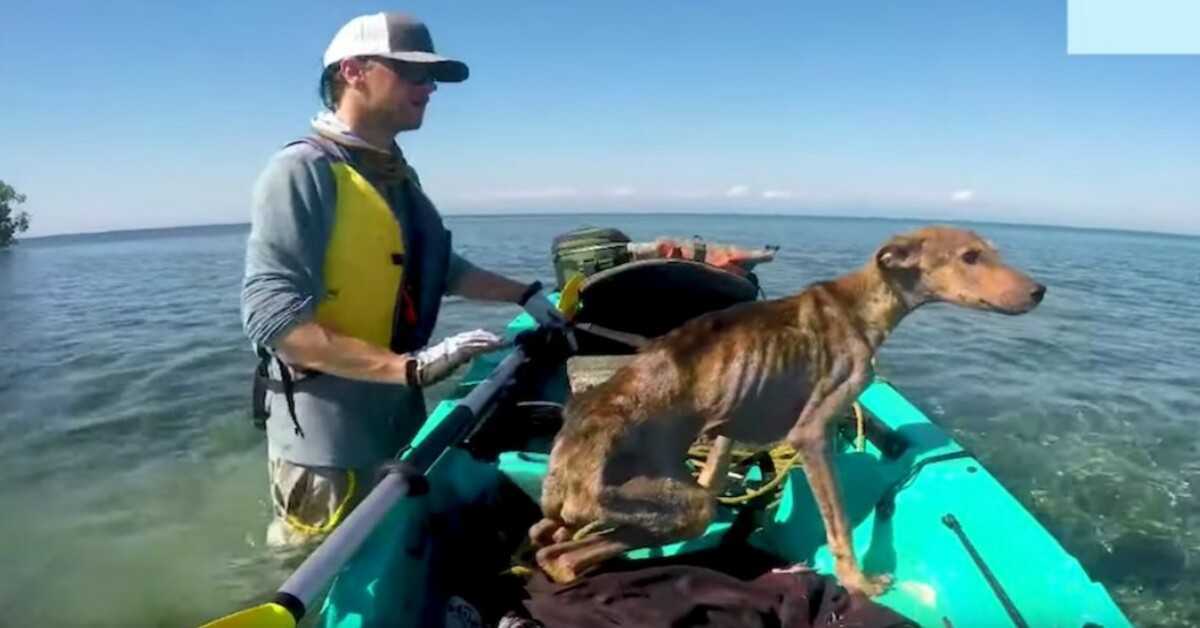 Você está visualizando atualmente Homem resgata cachorro faminto e sozinho em ilha remota e o leva para casa