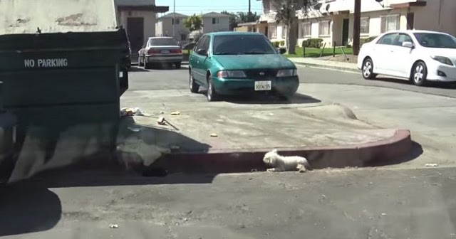 Você está visualizando atualmente Cachorro machucado é ignorado e deixado junto ao meio-fio durante um dia inteiro