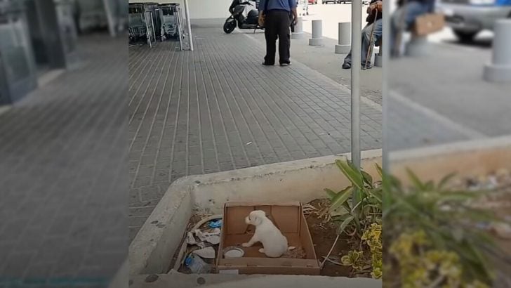 Você está visualizando atualmente Filhote deixado do lado de fora de supermercado se alegra após boa alma o resgatar