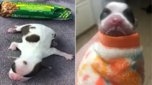 Leia mais sobre o artigo Filhote de cachorro abandonado, do tamanho de uma barra de chocolate, prova ser um guerreiro pela vida