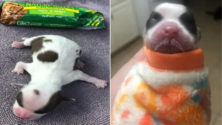 Você está visualizando atualmente Filhote de cachorro abandonado, do tamanho de uma barra de chocolate, prova ser um guerreiro pela vida