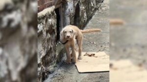 Leia mais sobre o artigo Pequeno cachorro com perna quebrada é encontrado escondido esperando que uma boa alma o salve