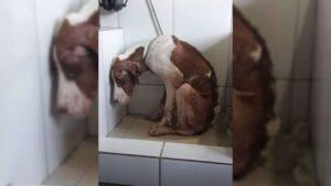 Leia mais sobre o artigo Cachorro desnutrido se sente traído e sem confiança após ser abandonado no meio da estrada