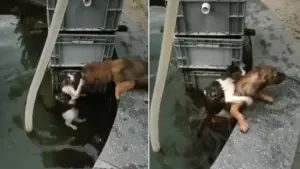 Leia mais sobre o artigo Cachorro herói arrisca sua vida pulando na água para salvar gato de afogamento