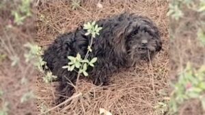 Leia mais sobre o artigo Cachorro com perna paralisada estava ao lado de estrada chorando alto até alguém notá-lo