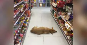 Leia mais sobre o artigo Loja resolve abrir suas portas para cachorro vira-lata durante onda de calor