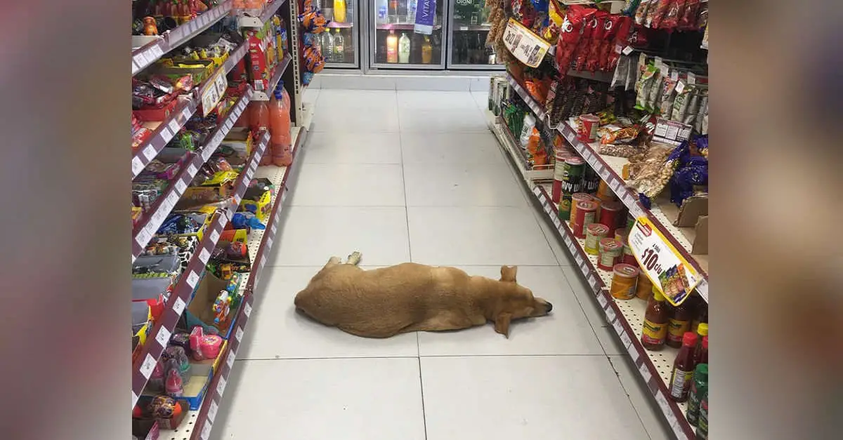 Você está visualizando atualmente Loja resolve abrir suas portas para cachorro vira-lata durante onda de calor