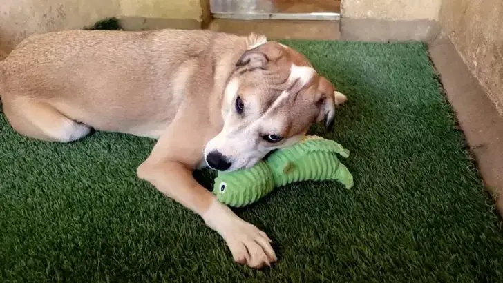 Você está visualizando atualmente Homem vai a abrigo todos os dias durante 2 meses para conquistar coração de um cachorro acanhado