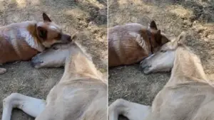 Leia mais sobre o artigo Seu amigo cavalo perdeu a mãe e este cachorro o consolou até ele superar a perda