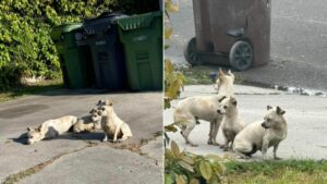 Leia mais sobre o artigo Trio de cachorros abandonados ficam lealmente grudados um no outro até uma boa alma os notar