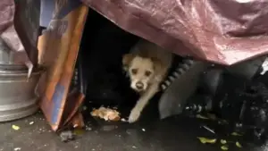 Leia mais sobre o artigo Cachorro que viveu a vida inteira no ferro-velho finalmente encontra um verdadeiro lar