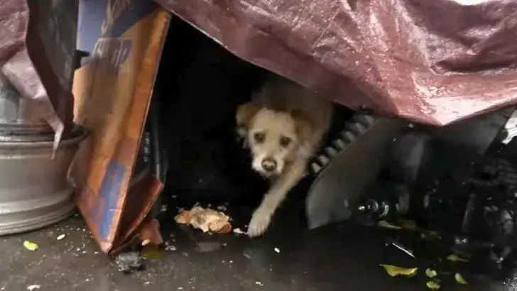 Você está visualizando atualmente Cachorro que viveu a vida inteira no ferro-velho finalmente encontra um verdadeiro lar