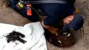 Leia mais sobre o artigo Bombeiros resgatam filhotes de cachorro mas no fim descobrem que não eram cachorros