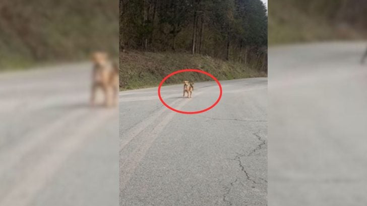 Você está visualizando atualmente Homem de coração enorme se depara com 2 filhotes no meio da estrada e decide ajudá-los